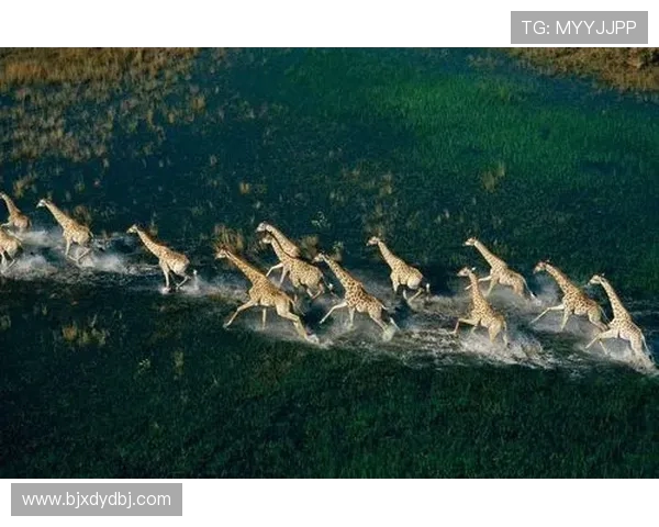 纳米比亚与毛里求斯的精彩对决探秘两国足球文化与发展之路 纳米比亚与毛里求斯的精彩对决探秘两国足球文化与发展之路